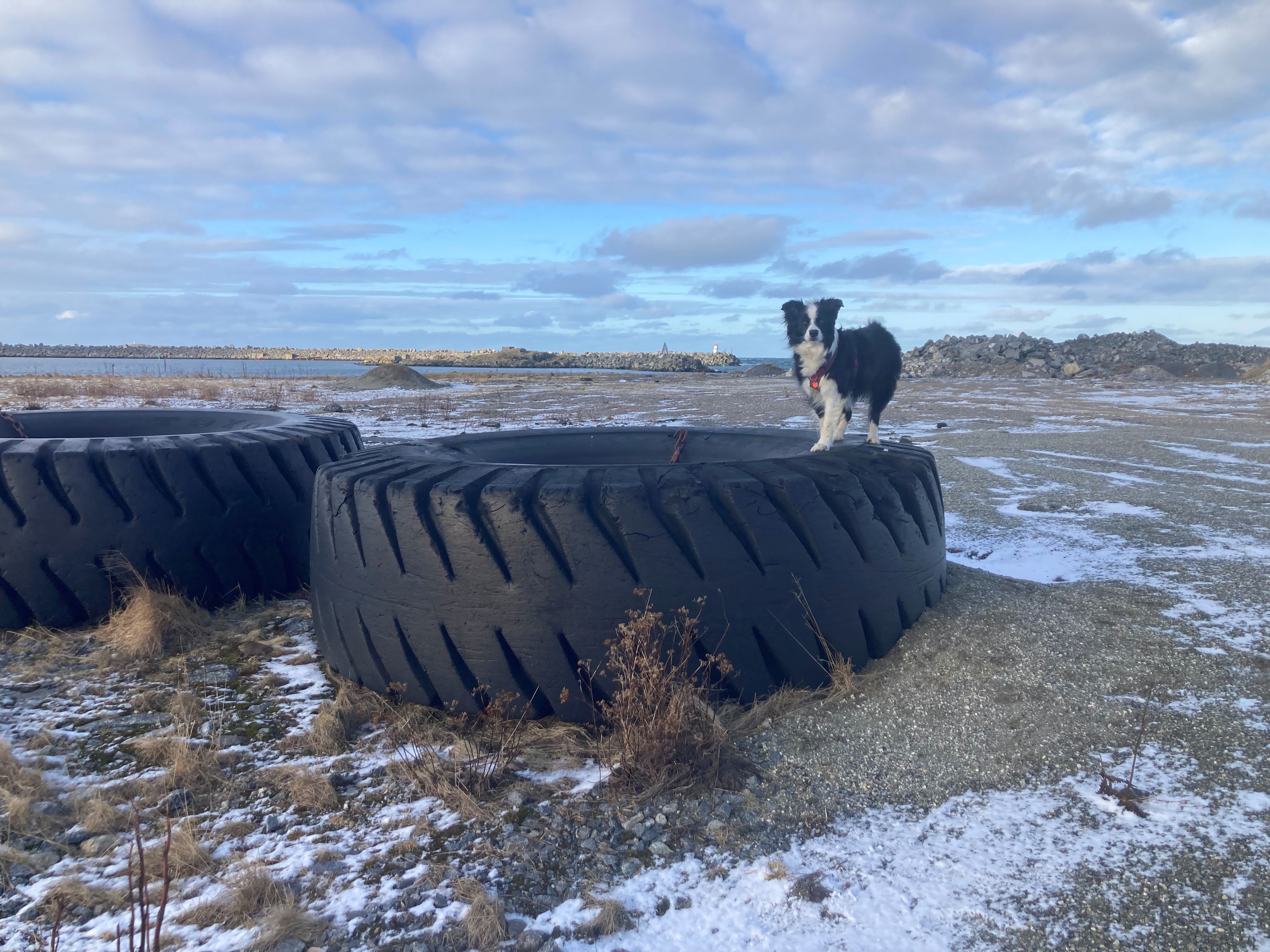 Marley op een enorme band.jpg
